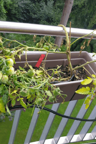 Krautfäule auf Tomatenpflanzen